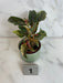 The Plant Farm® Houseplants 1s Begonia Ginny Galaxy - Pick Your Plant, 2" Plant