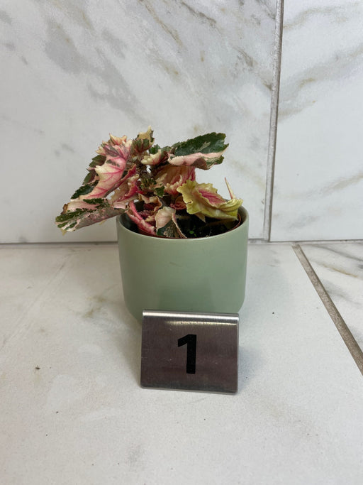 The Plant Farm® Houseplants 1s Begonia Ginny Galaxy - Pick Your Plant, 2" Plant