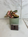 The Plant Farm® Houseplants 1s Begonia Ginny Galaxy - Pick Your Plant, 2" Plant