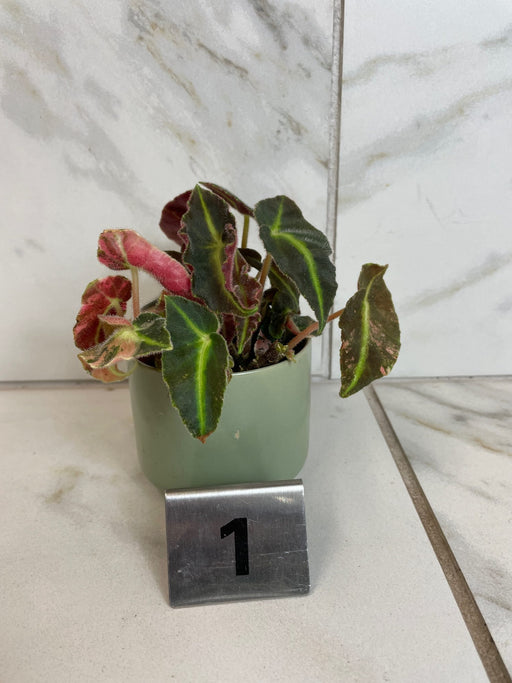The Plant Farm® Houseplants 1s Begonia Listada Variegated - Pick Your Plant, 2" Plant