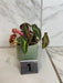 The Plant Farm® Houseplants 1s Begonia Listada Variegated - Pick Your Plant, 2" Plant