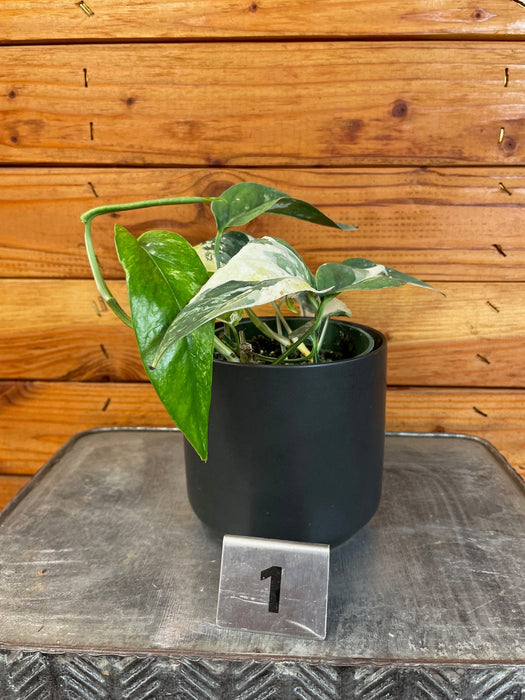 The Plant Farm® Houseplants 1s Epipremnum Pinnatum Albo - Pick Your Plant, 4" Plant