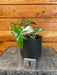 The Plant Farm® Houseplants 1s Epipremnum Pinnatum Albo - Pick Your Plant, 4" Plant