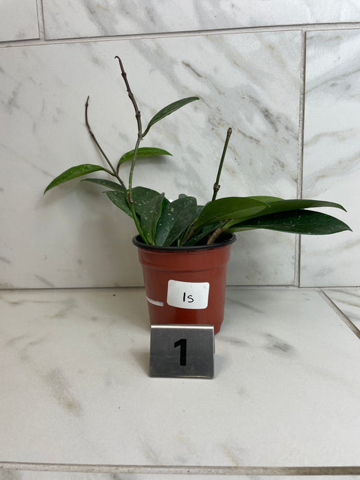 house plants with silver leaves Hoya Carnosa Silver Moon AH 074, 4" Plant-Pick Your Plant — The Plant Farm®