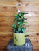 The Plant Farm® Houseplants 1s Hoya Caudata Sumatra - Pick Your Plant, 6" Plant