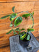 The Plant Farm® Houseplants 1s Hoya Diversifolia Albomarginata on Hoop - Pick Your Plant, 4" Plant