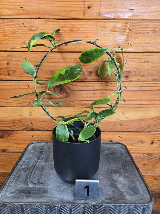 The Plant Farm® Houseplants 1s Hoya Diversifolia Albomarginata on Hoop - Pick Your Plant, 4" Plant