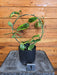 The Plant Farm® Houseplants 1s Hoya Diversifolia Albomarginata on Hoop - Pick Your Plant, 4" Plant