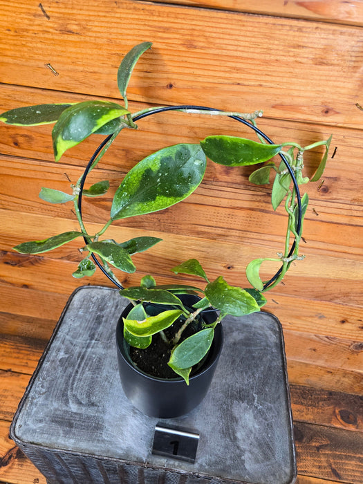 The Plant Farm® Houseplants 1s Hoya Diversifolia Albomarginata on Hoop - Pick Your Plant, 4" Plant