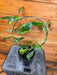 The Plant Farm® Houseplants 1s Hoya Diversifolia Albomarginata on Hoop - Pick Your Plant, 4" Plant