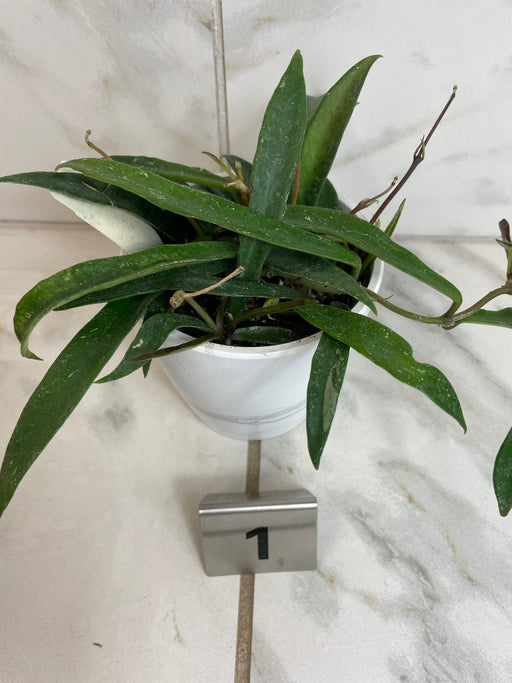 The Plant Farm® Houseplants 1s Hoya Minibell Splash, 4" Plant- Pick Your Plant