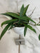 The Plant Farm® Houseplants 1s Hoya Minibell Splash, 4" Plant- Pick Your Plant