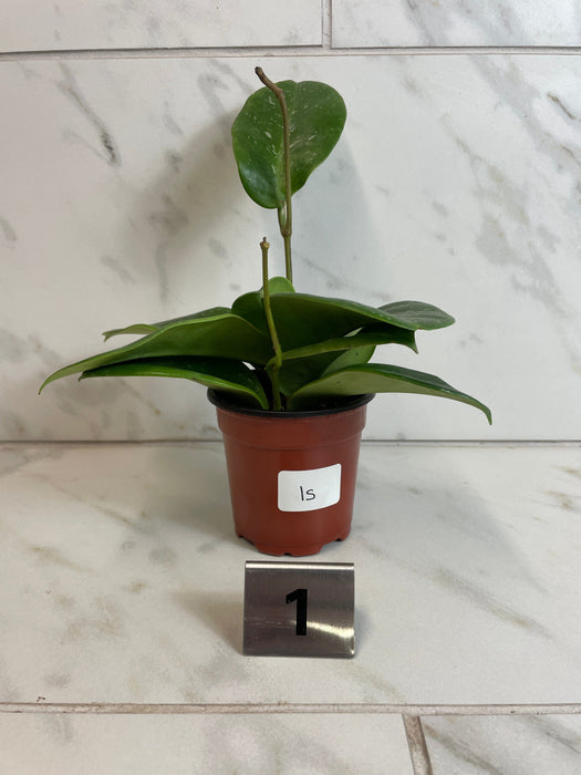The Plant Farm® Houseplants 1s Hoya Monetteae, 4" Plant-Pick Your Plant