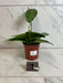 The Plant Farm® Houseplants 1s Hoya Monetteae, 4" Plant-Pick Your Plant