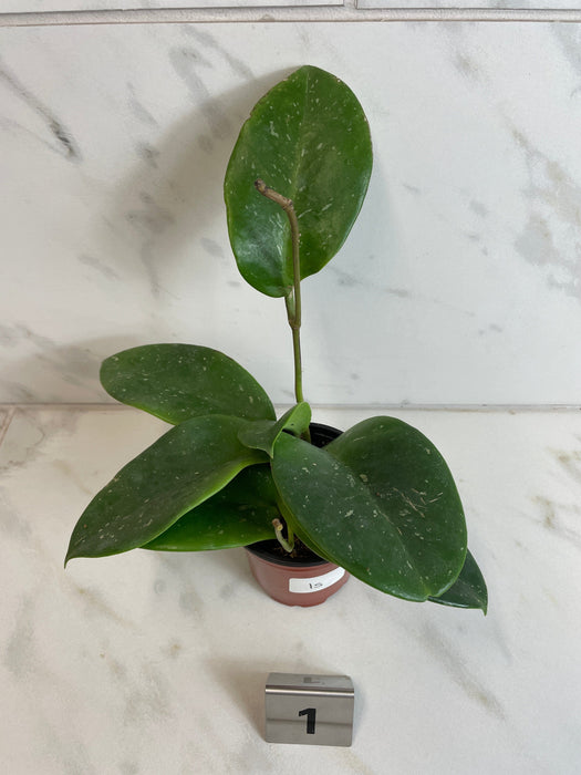 The Plant Farm® Houseplants 1s Hoya Monetteae, 4" Plant-Pick Your Plant