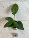 The Plant Farm® Houseplants 1s Hoya Monetteae, 4" Plant-Pick Your Plant