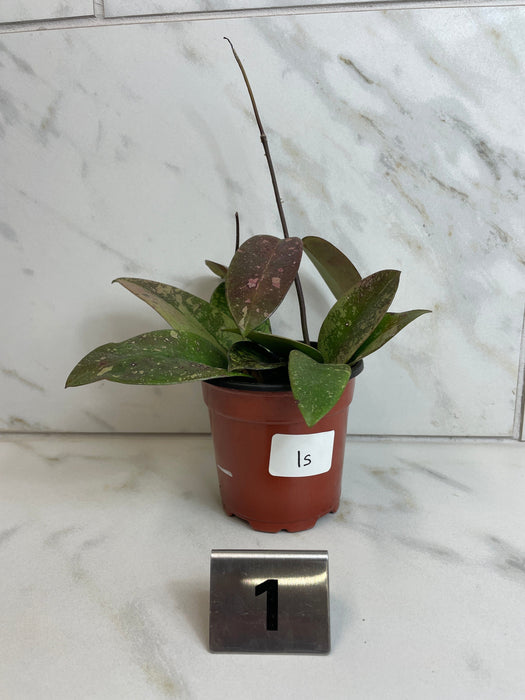 The Plant Farm® Houseplants 1s Hoya Silver Dollar, 4" Plant-Pick Your Plant