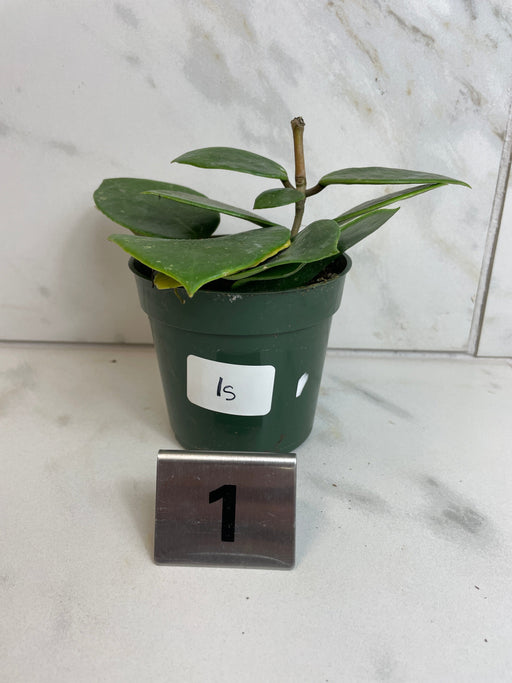 The Plant Farm® Houseplants 1s Hoya Sweet Scent, 4" Plant-Pick Your Plant