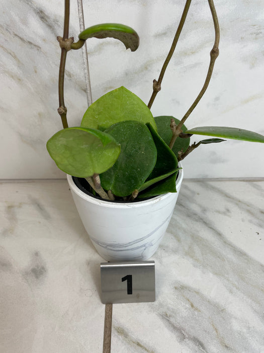 The Plant Farm® Houseplants 1s Hoya Sweet Scent, 4" Plant-Pick Your Plant