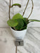 The Plant Farm® Houseplants 1s Hoya Sweet Scent, 4" Plant-Pick Your Plant