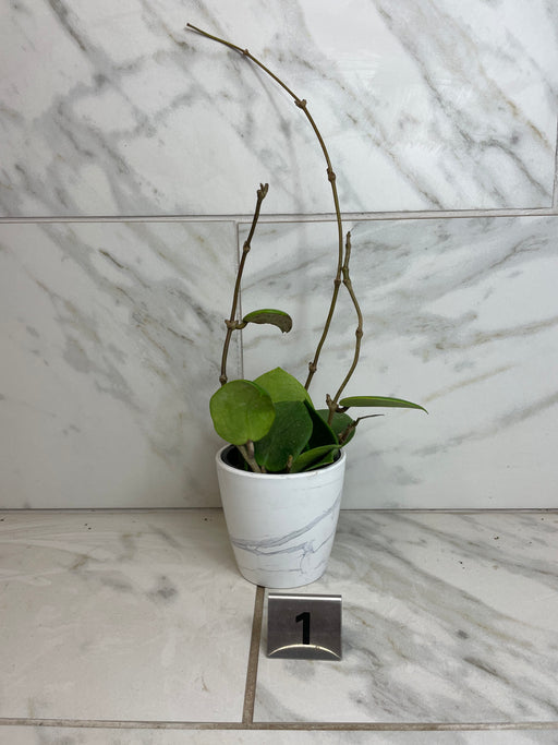 The Plant Farm® Houseplants 1s Hoya Sweet Scent, 4" Plant-Pick Your Plant