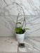 The Plant Farm® Houseplants 1s Hoya Sweet Scent, 4" Plant-Pick Your Plant