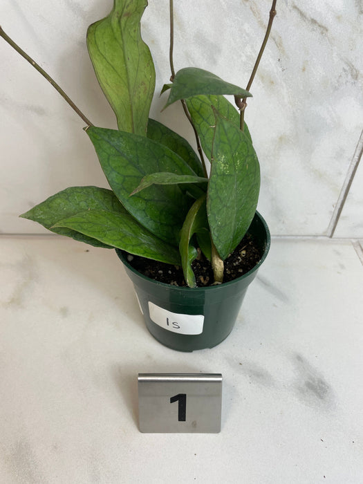 The Plant Farm® Houseplants 1s Hoya Tanggamus, 4" Plant-Pick Your Plant