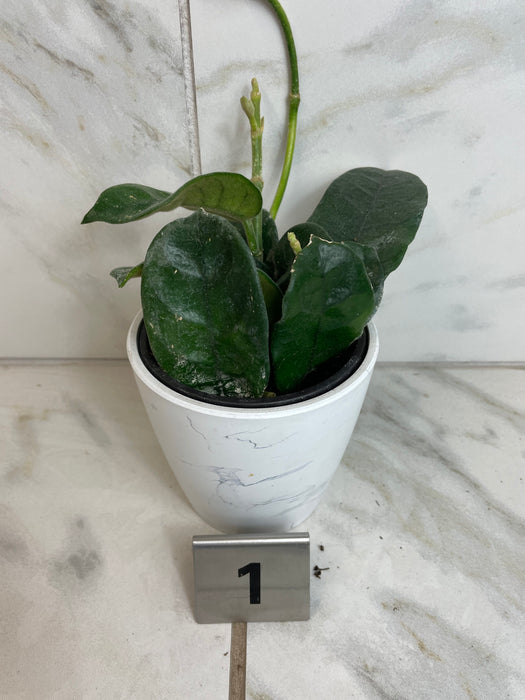 The Plant Farm® Houseplants 1s Hoya Villosa, 4" Plant-Pick Your Plant
