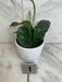 The Plant Farm® Houseplants 1s Hoya Villosa, 4" Plant-Pick Your Plant