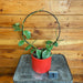 The Plant Farm® Houseplants 1s Hoya Waymaniae on Hoop-Pick Your Plant, 4" Plant