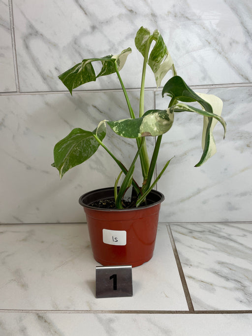 The Plant Farm® Houseplants 1s Monstera Borsigiana Albo, 6" Plant-Pick Your Plant