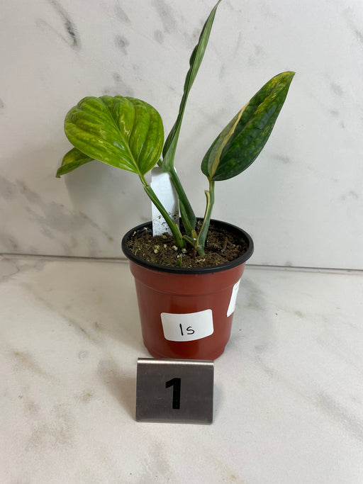 The Plant Farm® Houseplants 1s Monstera Karstenianum Peru Variegated-Pick Your Plant, 4" Plant