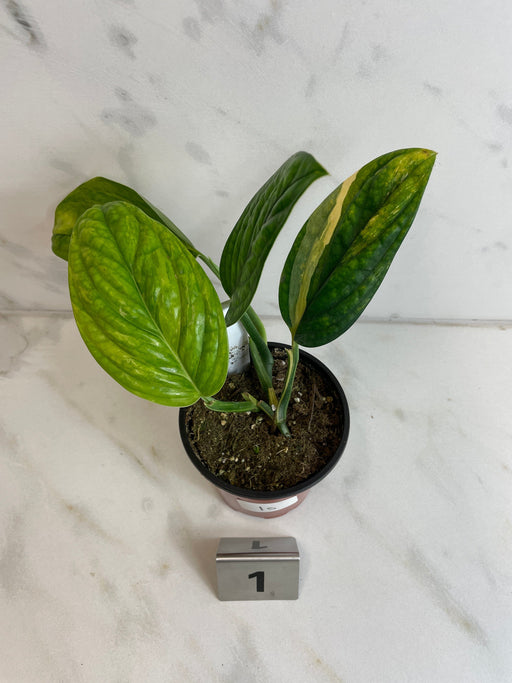 The Plant Farm® Houseplants 1s Monstera Karstenianum Peru Variegated-Pick Your Plant, 4" Plant