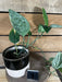 The Plant Farm® Houseplants 1s Monstera Karstenianum Peru Variegated - Pick Your Plant, 4" Plant