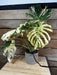 The Plant Farm® Houseplants 1s Monstera Thai Constellation 'Crème Brûlée' - Pick Your Plant, 6” Plant