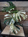 The Plant Farm® Houseplants 1s Monstera Thai Constellation 'Crème Brûlée' - Pick Your Plant, 6” Plant