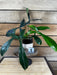 The Plant Farm® Houseplants 1s Philodendron 69686 - Pick Your Plant, 4" Plant
