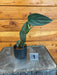 The Plant Farm® Houseplants 1s Philodendron Burle Marx Fantasy - Pick Your Plant, 2" Plant