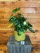 The Plant Farm® Houseplants 1s Philodendron Burle Marx Variegated-Pick Your Plant, 6" Plant