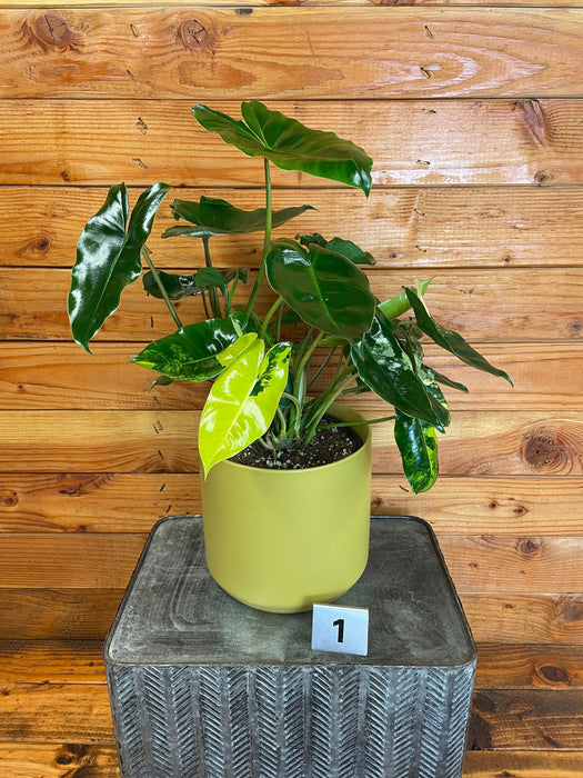 The Plant Farm® Houseplants 1s Philodendron Burle Marx Variegated-Pick Your Plant, 6" Plant