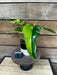 The Plant Farm® Houseplants 1s Philodendron Domesticum Variegated - Pick Your Plant, 4" Plant