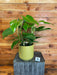 The Plant Farm® Houseplants 1s Philodendron Emerald Duke-Pick Your Plant, 6" Plant
