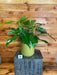 The Plant Farm® Houseplants 1s Philodendron Emerald Duke-Pick Your Plant, 6" Plant