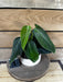 The Plant Farm® Houseplants 1s Philodendron Gigas - Pick Your Plant, 4" Plant