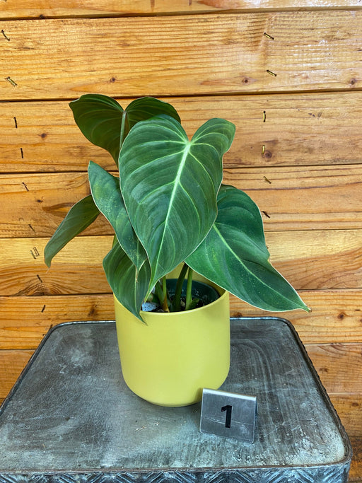 The Plant Farm® Houseplants 1s Philodendron Glorious - Pick Your Plant, 4" Plant