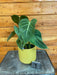 The Plant Farm® Houseplants 1s Philodendron Glorious - Pick Your Plant, 4" Plant