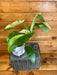 The Plant Farm® Houseplants 1s Philodendron Jose Buono High Variegation-Pick Your Plant, 6"Plant
