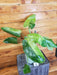 The Plant Farm® Houseplants 1s Philodendron Jose Buono - Pick Your Plant, 4" Plant
