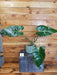 The Plant Farm® Houseplants 1s Philodendron Maximum, 4" Plant- Pick Your Plant