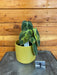 The Plant Farm® Houseplants 1s Philodendron Melanochrysum Variegated-Pick Your Plant, 4" Plant